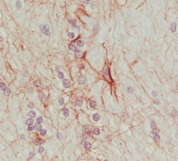 Synaptotagmin 13 Antibody, Novus Biologicals:Antibodies:Primary Antibodies